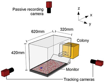 Frontiers The Dominant Role Of Visual Motion Cues In Bumblebee