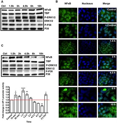 Frontiers Responses Of The Differentiated Intestinal Epithelial Cell Line Caco 2 To Infection With The Giardia Intestinalis Gs Isolate Cellular And Infection Microbiology