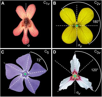 Subtle Bi Pride Flowers Suitable for Any Mobile Phone Three in One Data Line Subtle Bi Pride Flowers Suitable for Any Mobile Phone Three in One Data Line