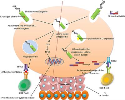 human papillomavirus recombinant vaccine