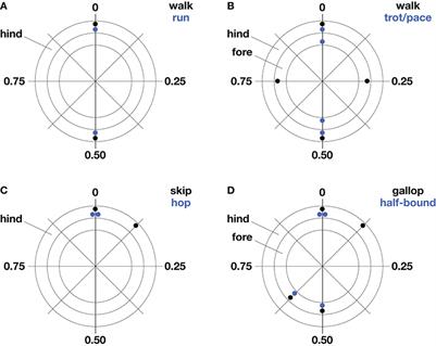 Frontiers | Linking Gait Dynamics to Mechanical Cost of Legged Locomotion Frontiers | Linking Gait Dynamics to Mechanical Cost of Legged Locomotion