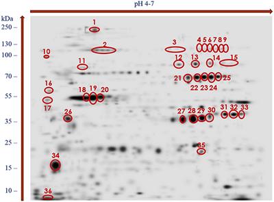 Hymenolepidosis nano, Gyógyíts meg férgeket az emberek számára