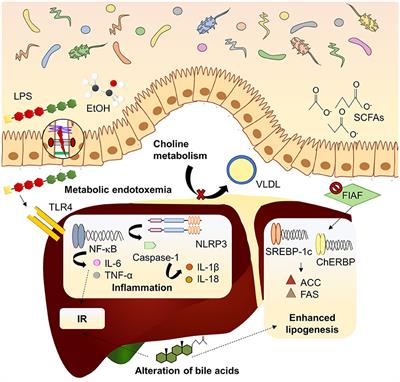 dysbiosis and obesity hpv genitalwarzen