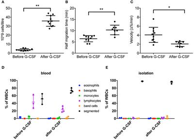 Frontiers Assessment Of Neutrophil Chemotaxis Upon G Csf Treatment Of Healthy Stem Cell Donors And In Allogeneic Transplant Recipients Immunology