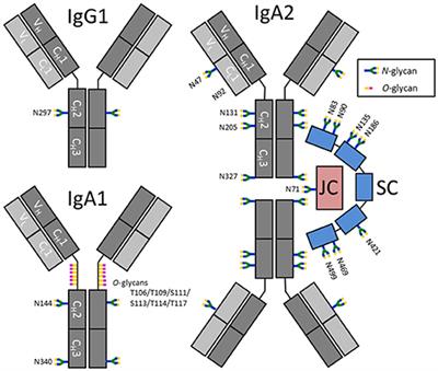 Competition between Serum IgG, IgM, and IgA Anti-Glycan Antibodies