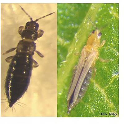 rice thrips life cycle