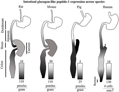 Frontiers Dissecting The Physiology And Pathophysiology Of