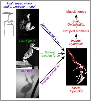 bird wing bone anatomy