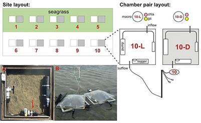 Integrative plant responses: How seagrasses adjust to light - Research  Outreach