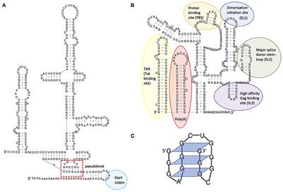 Frontiers Rna Structure A Neglected Puppet Master For The Evolution Of Virus And Host Immunity Immunology