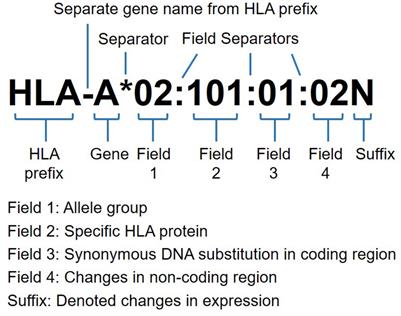 Frontiers Next Generation Sequencing Based HLA Typing
