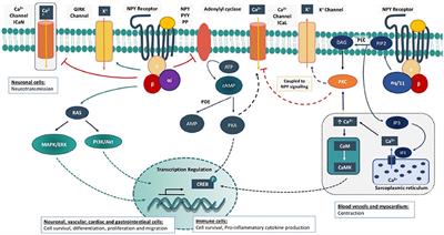 Frontiers The Role Of Neuropeptide Y In Cardiovascular Health And Disease Physiology