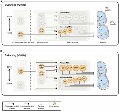 Molecular blueprints for spinal circuit modules controlling locomotor speed  in zebrafish