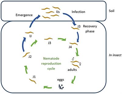 Frontiers  Antimicrobial Peptides: Novel Source and Biological Function  With a Special Focus on Entomopathogenic Nematode/Bacterium Symbiotic  Complex