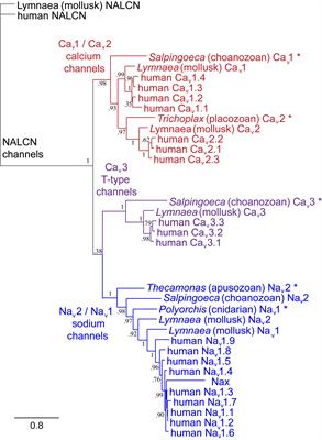 Frontiers Eukaryotic Voltage Gated Sodium Channels On Their