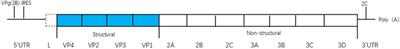 Frontiers | The Strategy of Picornavirus Evading Host Antiviral ...