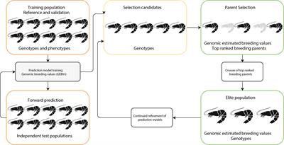 Frontiers | Genomic Selection in Aquaculture: Application, Limitations and Opportunities With Special Reference to Marine Shrimp and Pearl Oysters Frontiers | Genomic Selection in Aquaculture: Application, Limitations and Opportunities With Special Reference to Marine Shrimp and Pearl Oysters