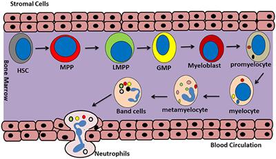 band neutrophil pathology