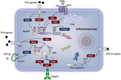 Frontiers Regulation Of Nlrp3 Inflammasome By Phosphorylation Immunology
