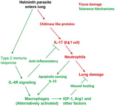 helminthiasis mi