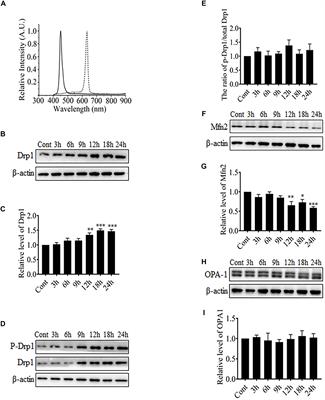 Frontiers Mitochondrial Fission Is Required For Blue Light Induced Apoptosis And Mitophagy In Retinal Neuronal R28 Cells Molecular Neuroscience