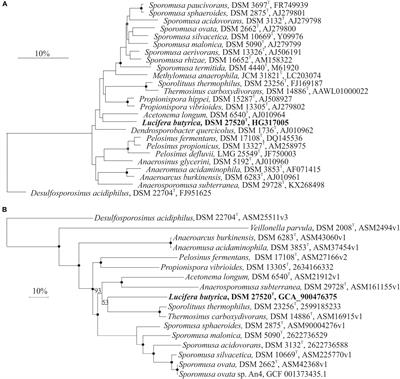 Frontiers Co Culture Of A Novel Fermentative Bacterium Lucifera Butyrica Gen Nov Sp Nov With The Sulfur Reducer Desulfurella Amilsii For Enhanced Sulfidogenesis Microbiology Frontiers Co Culture Of A Novel Fermentative Bacterium Lucifera Butyrica Gen Nov Sp Nov With The Sulfur Reducer Desulfurella Amilsii For Enhanced Sulfidogenesis Microbiology