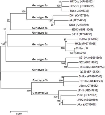 Frontiers Development Of An Infectious Cell Culture System For