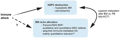 Frontiers | Pathogenesis of Acquired Aplastic Anemia and ...