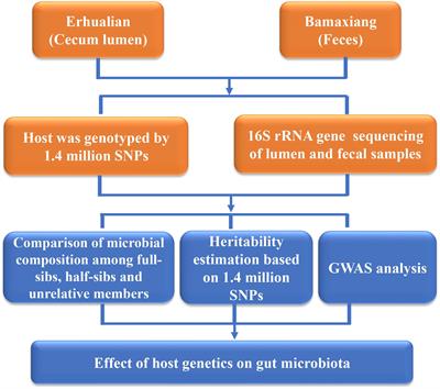 Frontiers | Contribution of Host Genetics to the Variation of Microbial ...