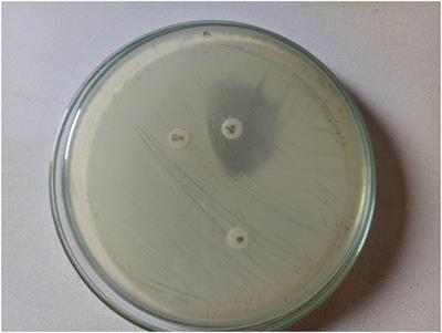 Cold-sensitive staphylococci reveal a weaknes