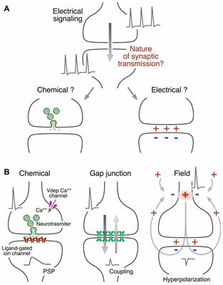 Ephaptic Interactions in the Mammalian Olfactory System