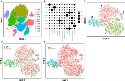 Frontiers  Single-cell detection of primary transcripts, their