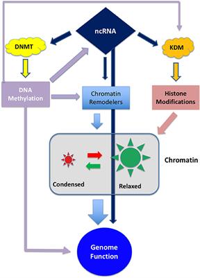 Frontiers Epigenetic Targeting Of Glioblastoma Oncology