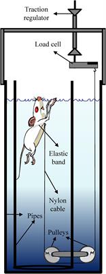 Forced swim test of FSL (%) and FRL (&) rats. The immobility (in