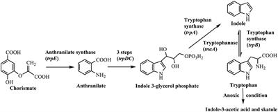 Development of an Efficient Procedure for Indole Ring Synthesis from  2-Ethynylaniline Derivatives Catalyzed by Cu(II) Salts and Its Application  to Natural Product Synthesis | The Journal of Organic Chemistry
