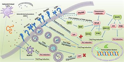 Tricocefaloză, Helminth infection all - Helminths innate immune response