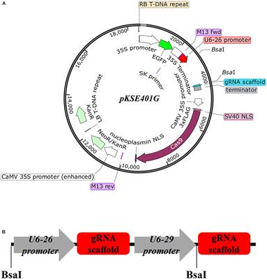 Frontiers Development And Validation Of An Effective Crispr Cas9 Vector For Efficiently Isolating Positive Transformants And Transgene Free Mutants In A Wide Range Of Plant Species Plant Science Frontiers Development And Validation Of An Effective Crispr Cas9 Vector For Efficiently Isolating Positive Transformants And Transgene Free Mutants In A Wide Range Of Plant Species Plant Science