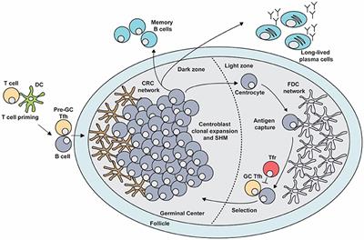 Frontiers Regulation Of The Germinal Center Response Immunology