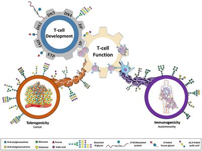 Frontiers Glycans As Key Checkpoints Of T Cell Activity And Function Immunology