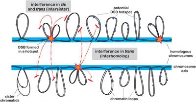 Frontiers Where To Cross Over Defining Crossover Sites In Plants Genetics
