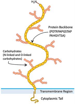 Frontiers Muc1 Mucin A Putative Regulatory Checkpoint Molecule Of T Cells Immunology Frontiers Muc1 Mucin A Putative Regulatory Checkpoint Molecule Of T Cells Immunology