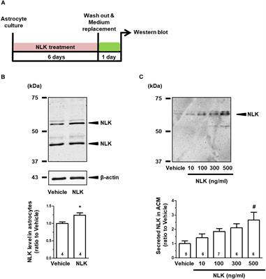 Frontiers | Extracellular Neuroleukin Enhances Neuroleukin Secretion From and Promotes Axonal Growth in vitro and in vivo