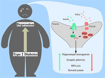 Frontiers Insulin Resistance As A Shared Pathogenic