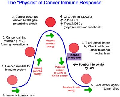 Frontiers Cytokines Chemokines And Other Biomarkers Of