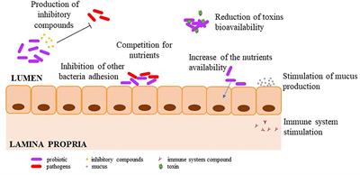 Frontiers Benefits And Inputs From Lactic Acid Bacteria And Their Bacteriocins As Alternatives To Antibiotic Growth Promoters During Food Animal Production Microbiology