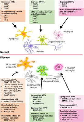 The structures of the MSA block, post-activation and pre-activation.