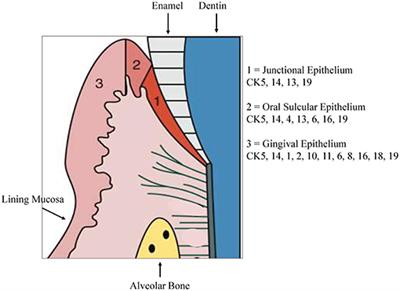 Frontiers | Oral Mucosal Epithelial Cells
