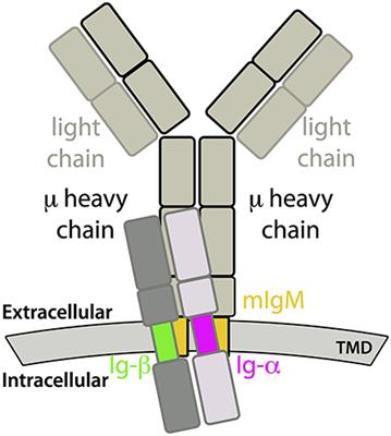 Frontiers Structural Model Of The Migm B Cell Receptor Transmembrane Domain From Self Association Molecular Dynamics Simulations Immunology