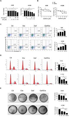 Frontiers B Elemene Synergizes With Gefitinib To Inhibit Stem Frontiers B Elemene Synergizes With Gefitinib To Inhibit Stem