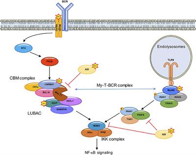 Frontiers Post Translational Modifications Of The Carma1 l10 Malt1 Complex In Lymphocytes And Activated B Cell Like Subtype Of Diffuse Large B Cell Lymphoma Oncology
